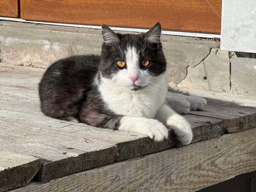 Котята в добрые руки бесплатно