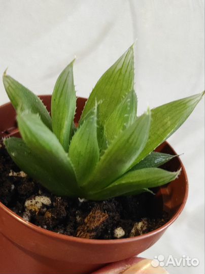 Суккуленты