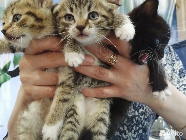 Кошки бесплатно