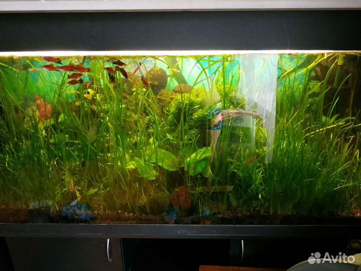 Аквариум на 500 литров