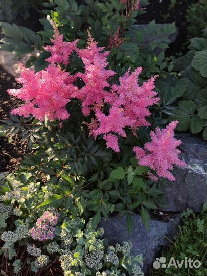 Астильбы. Многолетники