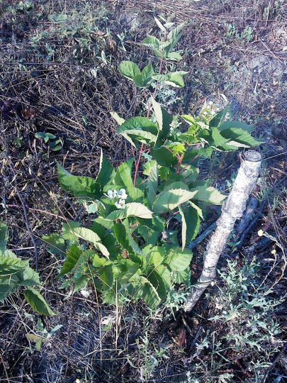 Участок 10 сот. (СНТ, ДНП)