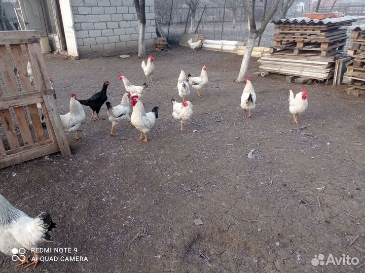 Птица домашняя на мясо