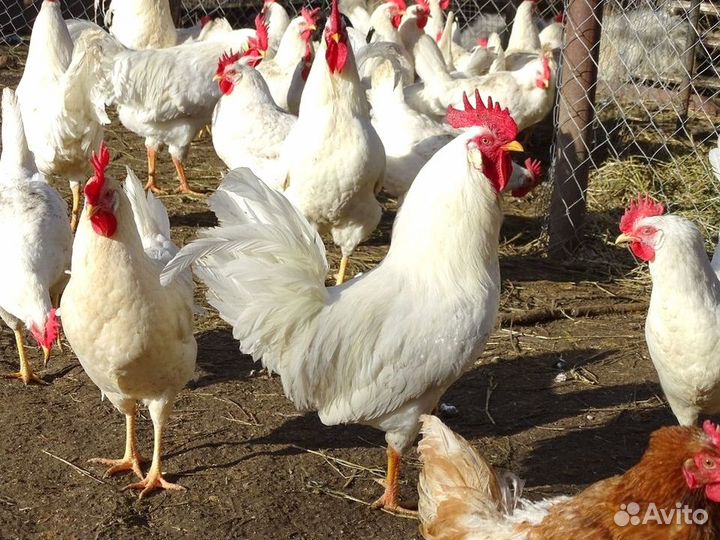 Куры несушки