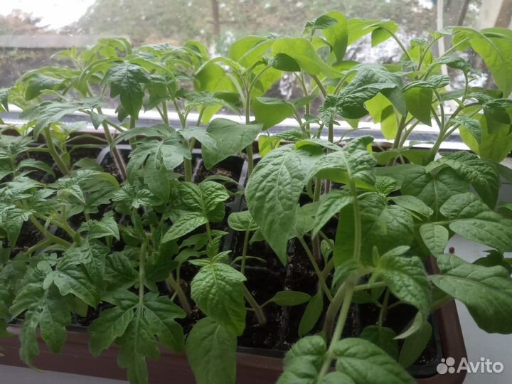 Рассада помидор