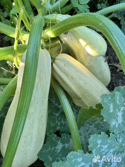 Огурцы домашние
