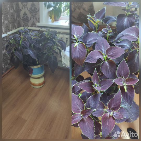 Колеусы вегетативные