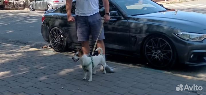 Щенки джек рассел терьер