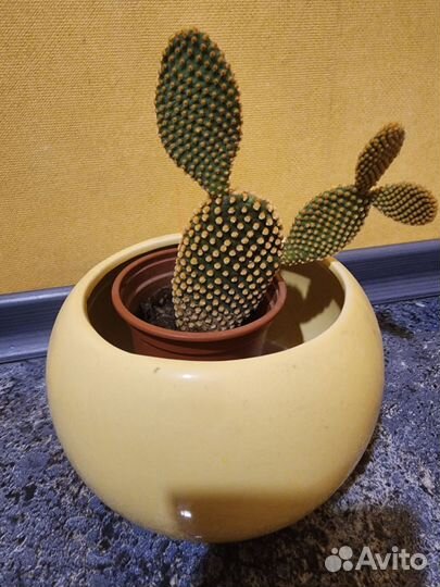 Кактусы и суккуленты