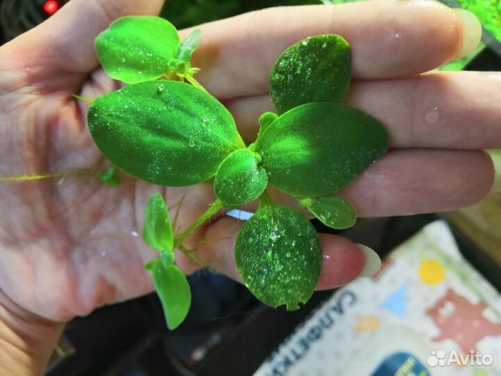 Аквариумные растения