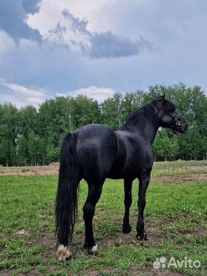 В продаже Вороной Жеребец