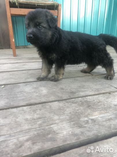 Немецкая овчарка