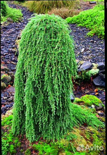 Тсуга, микробиота информация в описании