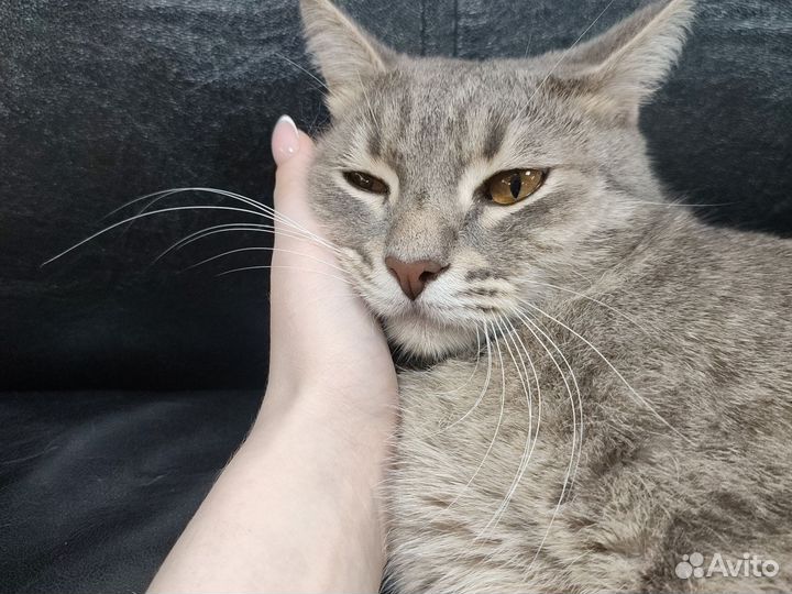 Кот бесплатно