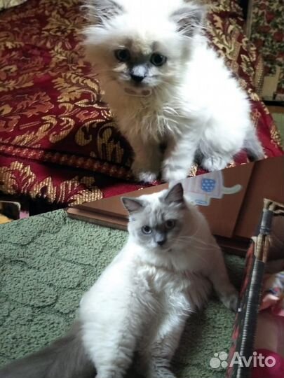 Шотландская