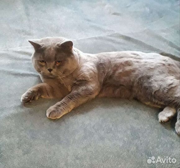 Шотландский кот на вязку