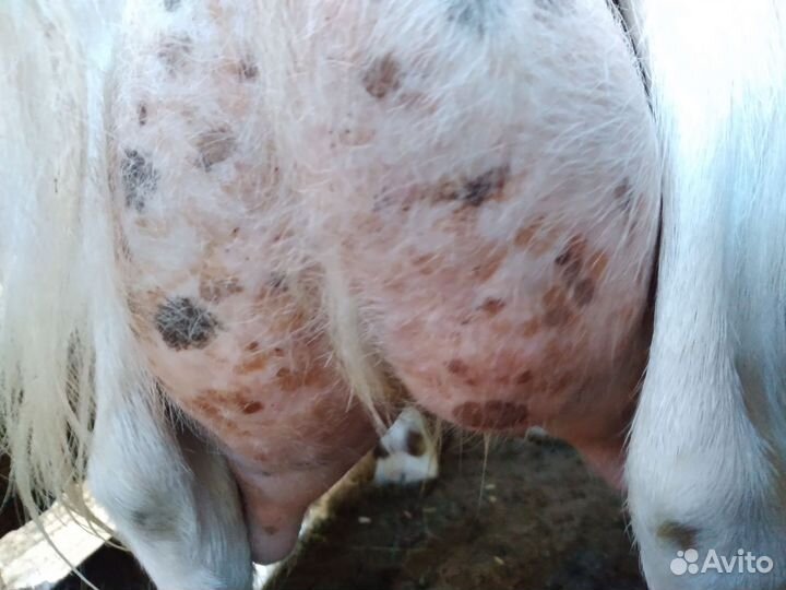 Коза, подсадные утки, цыплята, куры несушки