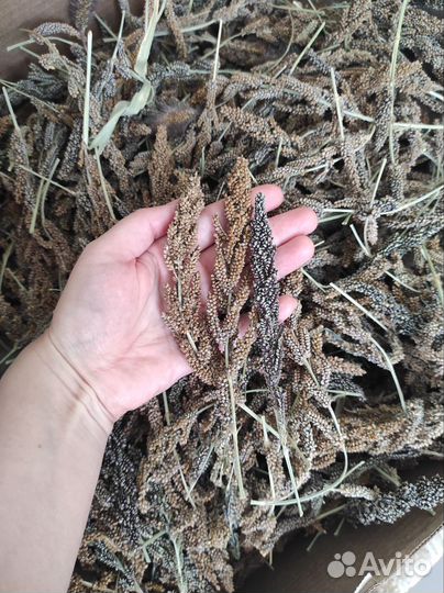 Колоски пайзы (корм для декоративных птиц)