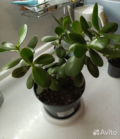 Крассула толстянка 