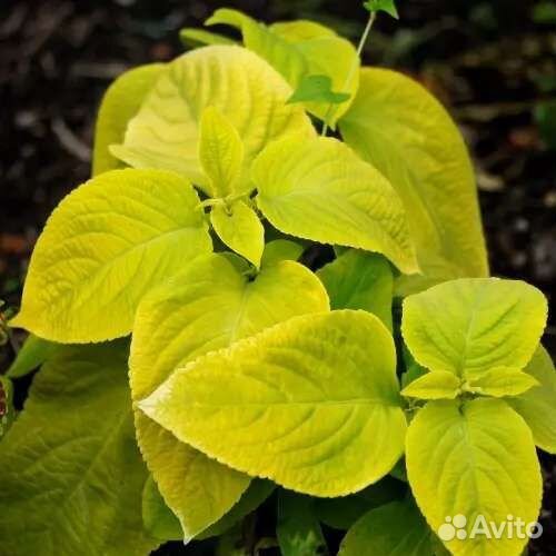 Колеус визард голден цветы для дома,сада