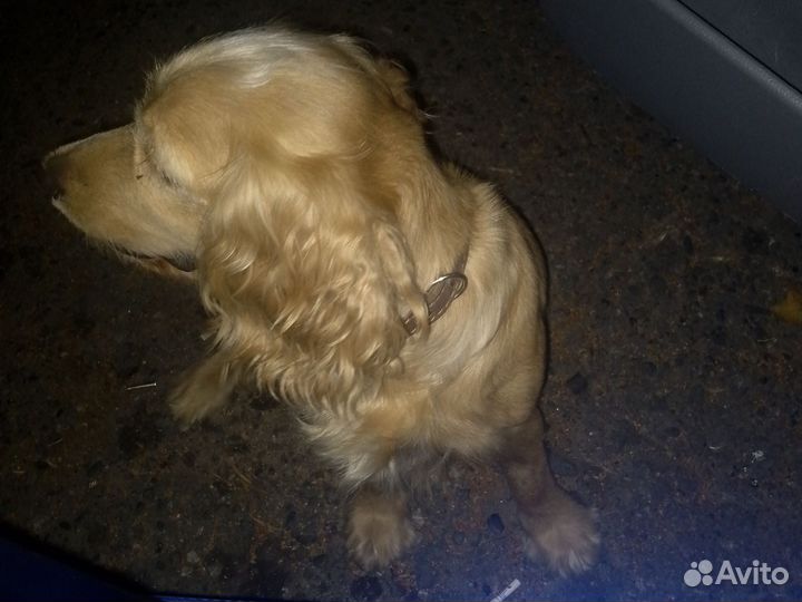 Найдена собака