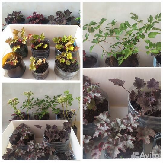 Гейхера(бордо-карамель) Астильба красная Очиток