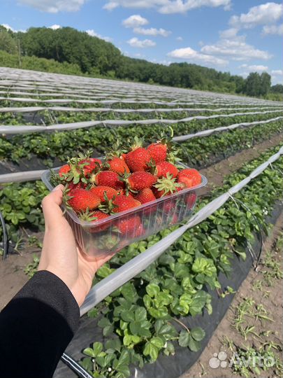 Рассада клубники земляники садовой