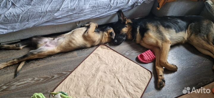 Щенки малинуа