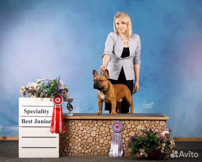 Собака для съемок и фотосессий