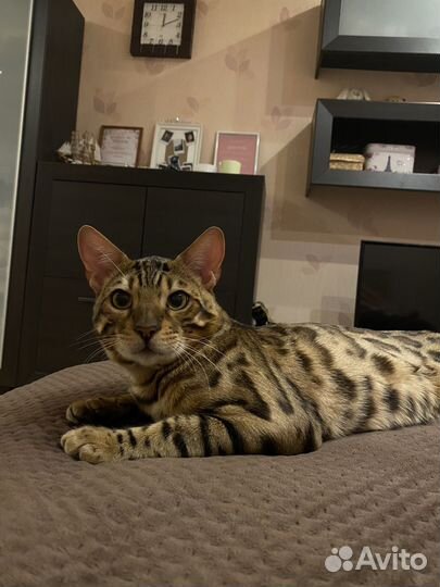 Бенгальская