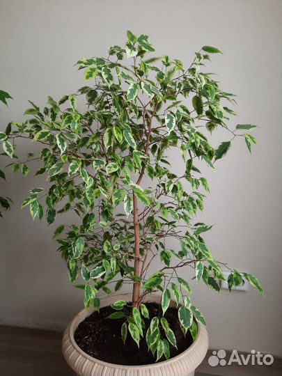 Фикус бенджамина