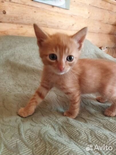 Кошки в добрые руки бесплатно