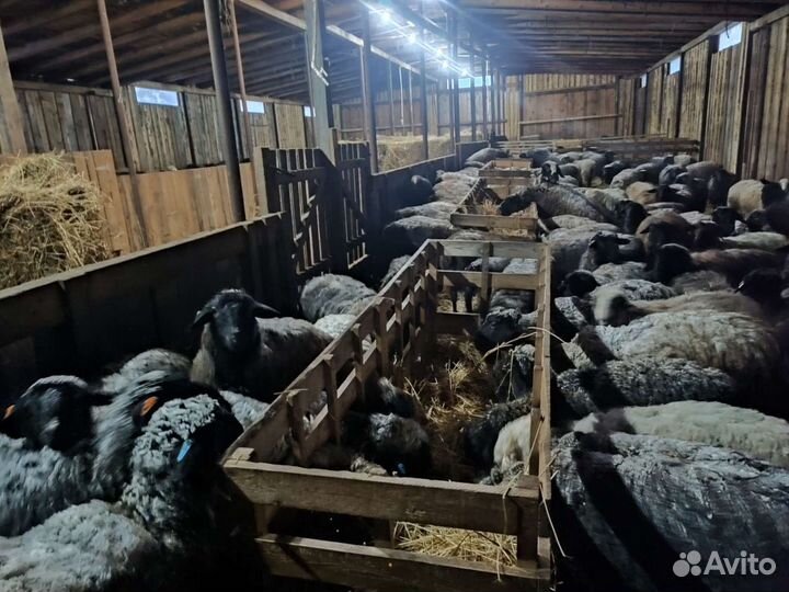 Овцы, ярочки, барашки