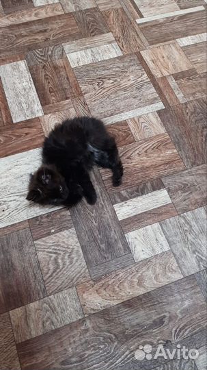 Котята в добрые руки бесплатно