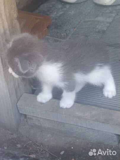 Отдам котенка бесплатно
