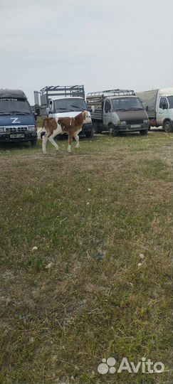 Корова дойная с теленком