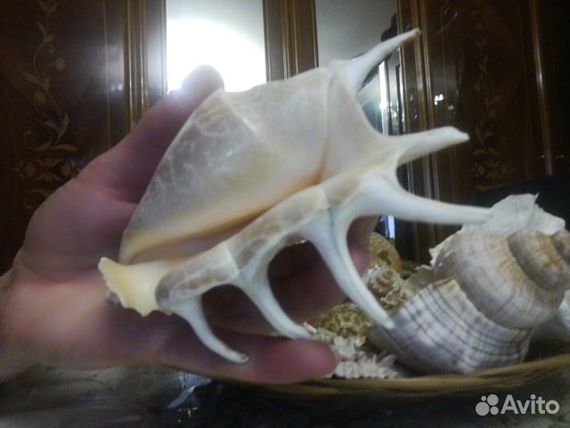 Ракушка,камни