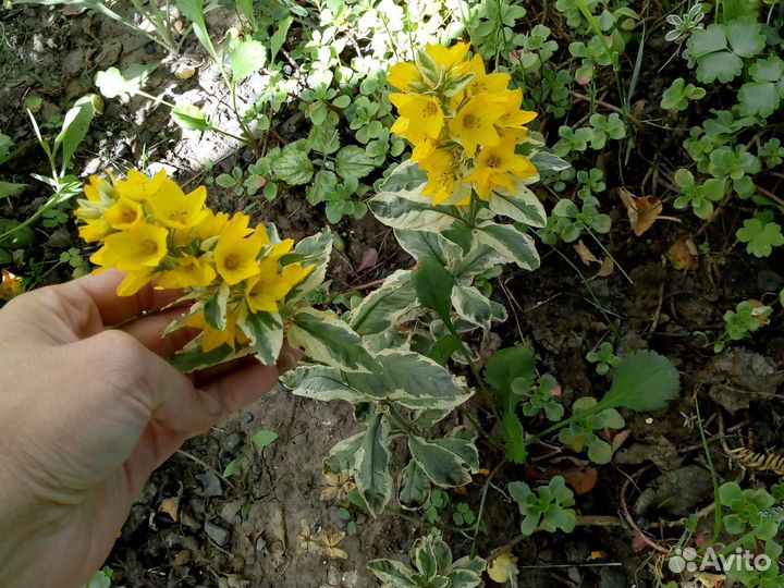 Растения для сада