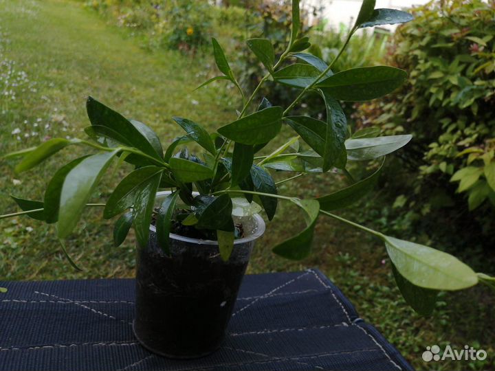 Барвинок фиолетовый 10-12 корней