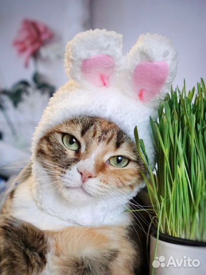 Возьмите Солнышко в дом