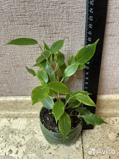 Фикус бенджамина пестролистный Кинки