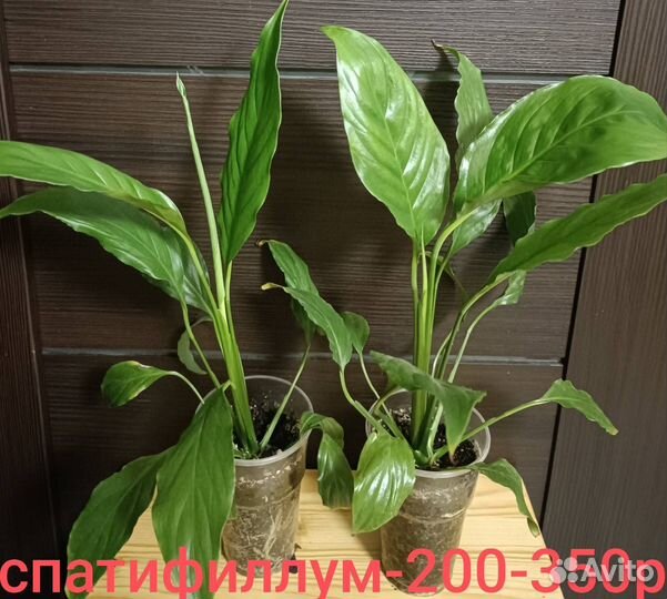 Комнатные растения