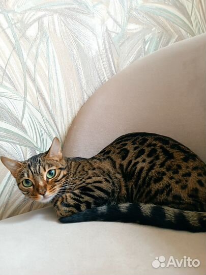 Бенгальская кошечка