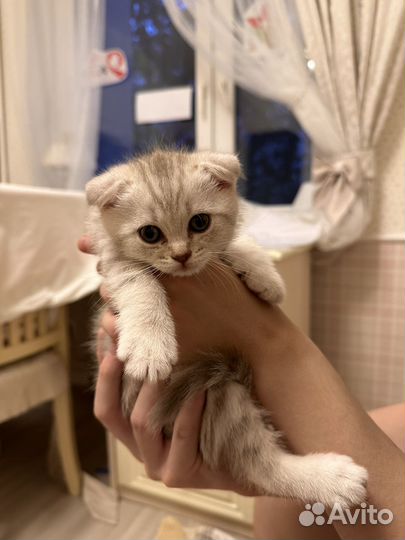 Шотландская кошка