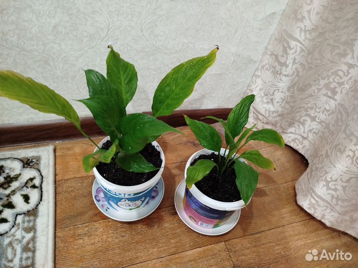 Спатифиллум(женское счастье)