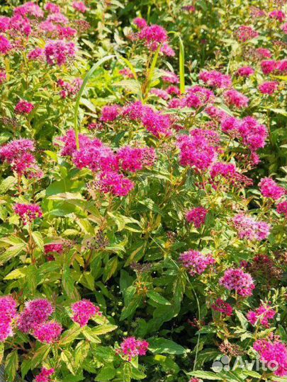 Спирея Антони Ватерер