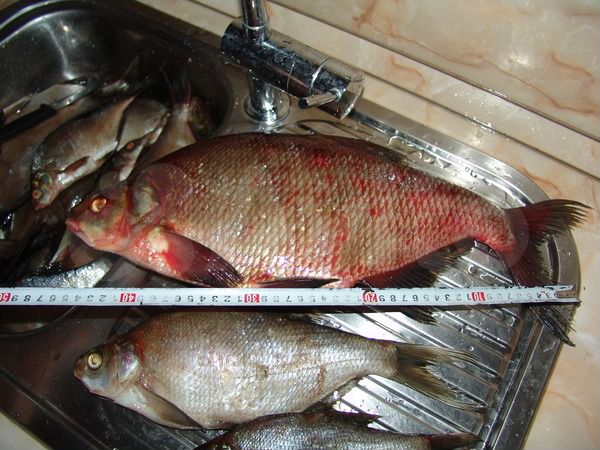 Участок 8 сот. (СНТ, ДНП)