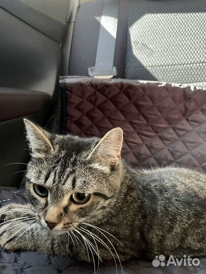 Кошка в дар