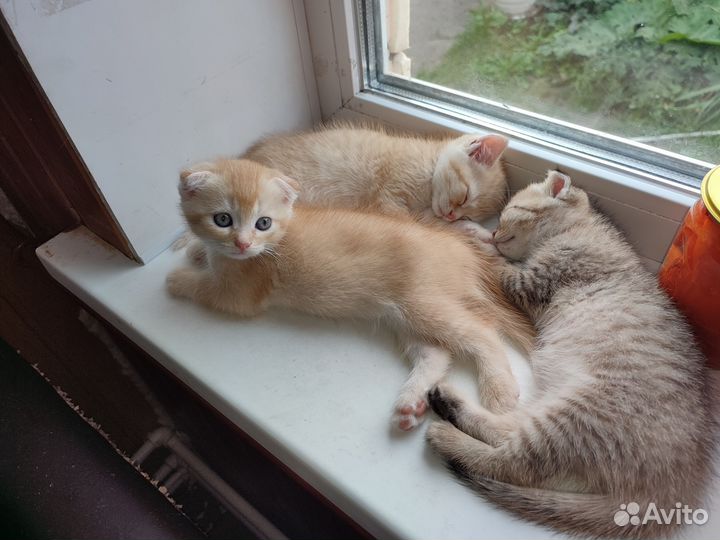 Шотландская