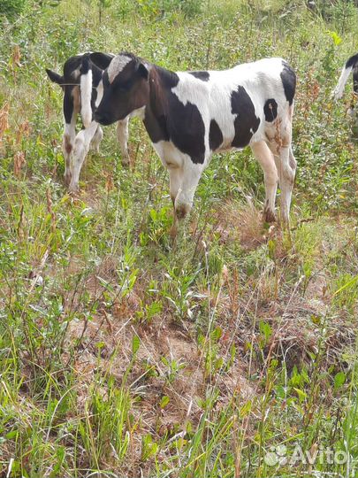 Продам телок